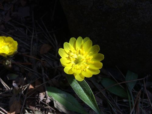 Far East Amur Adonis, Pavasaris, Gėlės, Japonija