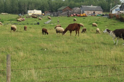 Ūkis,  Avys,  Lama,  Gyvuliai,  Ūkių Avių Lamos Gyvuliai