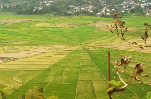 Ūkininkas, Žemdirbystė, Laukas, Ryžiai, Indonezija