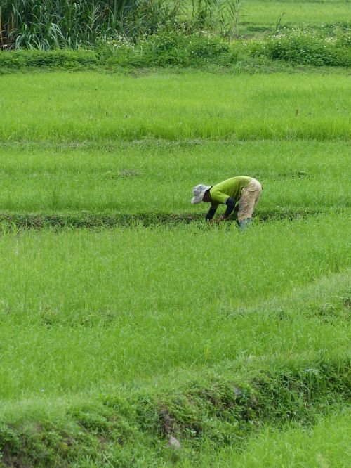 Ūkininkas, Ryžiai, Tailandas