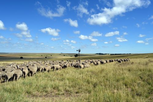 Avys, Žemės Ūkio, Ūkininkavimas