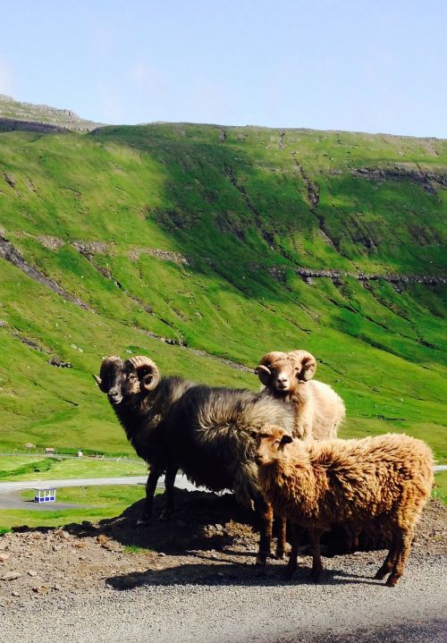 Farerų Salos, Avys, Gamta