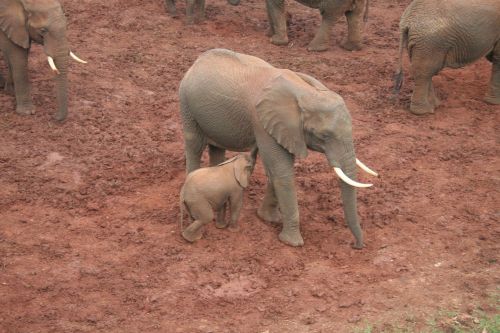 Elefant, Šeima, Fauna, Pachyderm, Veisimas, Gyvūnų Pasaulis, Kenya, Afrika