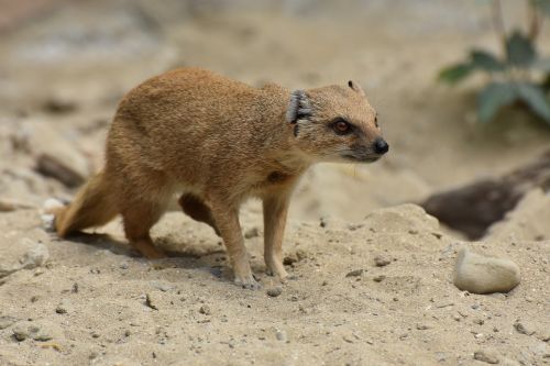 Fauna,  Gyvūnas,  Gamta,  Žinduolis,  Be Honoraro Mokesčio