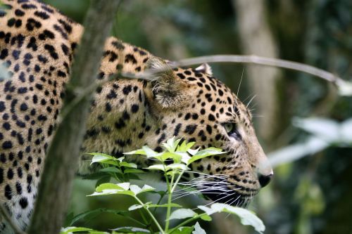 Fauna,  Gamta,  Gyvūnas,  Lauke,  Be Honoraro Mokesčio