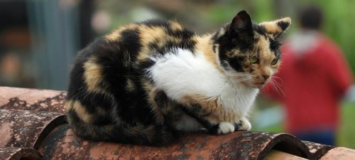 Gyvūnija,  Katė,  Kačių,  Armėnija