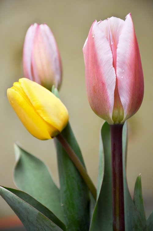 Mėgstamiausia,  Tulpės,  Pavasaris