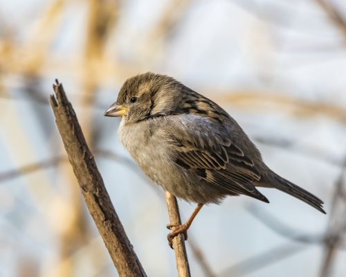 Praeivis & Nbsp,  Domesticus,  Žvirblis,  Laukinė Gamta,  Mažas,  Gamta,  Paukštis,  Sustingęs,  Plunksnos,  Gyvūnas,  Skrydis,  Giesmininkas,  Paukštis,  Moteriškasis Žvirblis