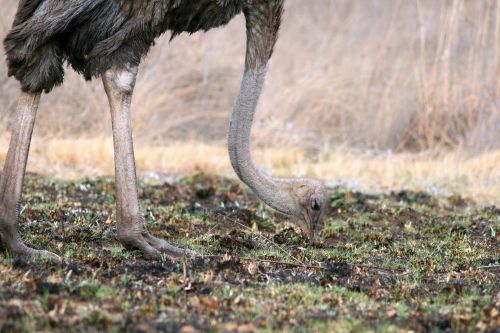 Paukštis,  Žaidimas,  Laukiniai,  Moteris,  Pilka,  Maitinimas,  Žolė,  Sudegintas,  Augimas,  Žalias,  Patelių Strutis Uždaryti