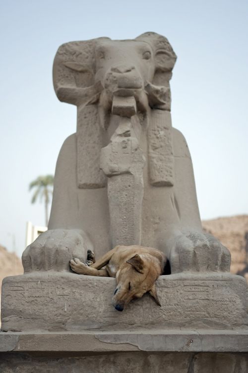 Laukinis Šuo, Miega, Šuo, Egiptas, Aswan, Senovės, Egipto Dievas