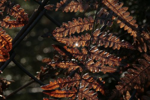 Papartis, Saulės Šviesa, Saulės Šviesa, Lapai, Lapija