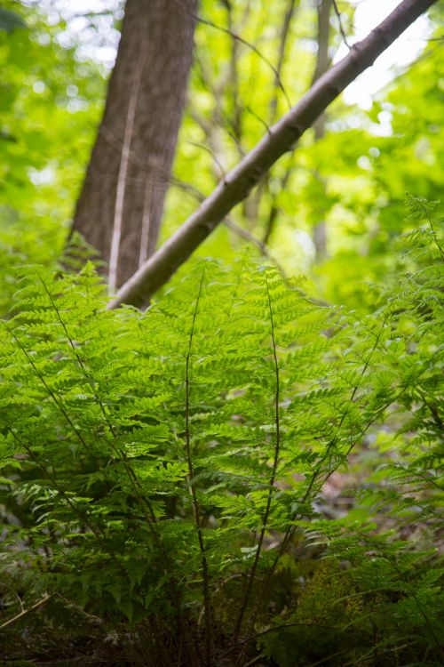 Abstraktus,  Fonas,  Grožis,  Sienos,  Botanika,  Bracken,  Krūmas,  Iš Arti,  Kaimas,  Ekologija,  Aplinka,  Egzotiškas,  Papartis,  Flora,  Lapija,  Miškas,  Šviežias,  Girnas,  Sodas,  Žalias,  Žaluma,  Augimas,  Džiunglės,  Lapai,  Gyvenimas,  Sodrus,  Makro,  Natūralus,  Gamta,  Lauke,  Papartis