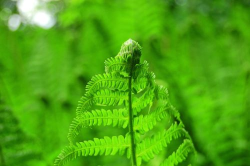 Papartis, Žalias, Augalas, Miškas, Pavasaris, Flora, Botanika, Atogrąžų, Spalva, Laukiniai, Lapai, Natūralus, Žolė, Ekologiškas, Botanikos