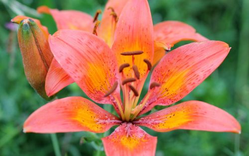 Feuerlilie, Widlblume, Žiedas, Žydėti, Raudona