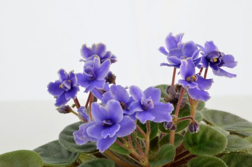 Gėlė,  Flora,  Violetinė,  Augalas,  Violetinės Detalės