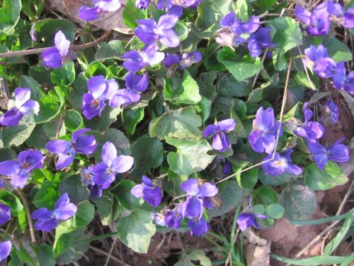 Pavasaris,  Gėlės,  Violets,  Žydėti Violetinės Spalvos