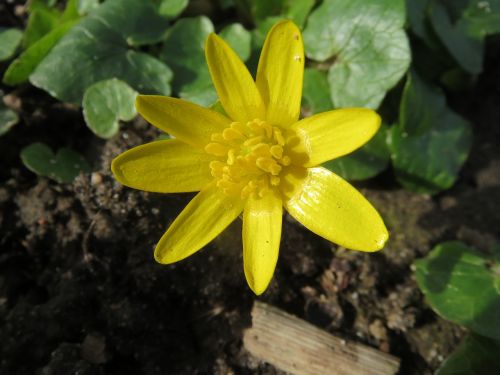 Ficaria Verna, Mažesnis Alandinas, Ranunculus Ficaria, Wildflower, Flora, Žiedynas, Botanika, Augalas
