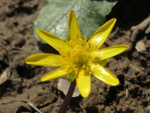 Ficaria Verna, Mažesnis Alandinas, Ranunculus Ficaria, Wildflower, Flora, Žiedynas, Botanika, Augalas