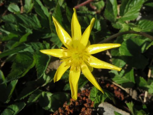 Ficaria Verna, Mažesnis Alandinas, Ranunculus Ficaria, Wildflower, Žiedynas, Flora, Botanika, Augalas