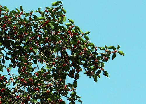 Ficus, Fig., Ficus Benghalensis, Indijos Bananas, Banyan, Medis, Vaisiai, Raudona, Lapai, Filialas, Flora, Indija