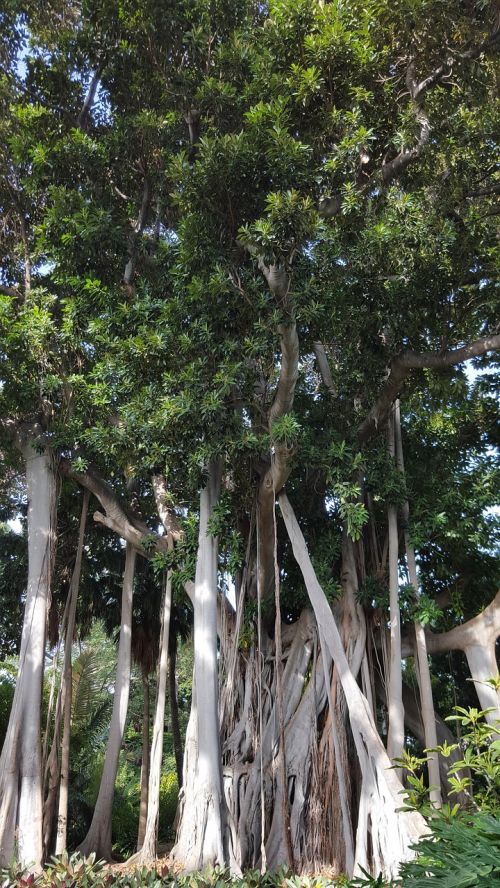 Ficus Macrophylla, Parkas, Tenerifė, Kanarų Sala, Medis