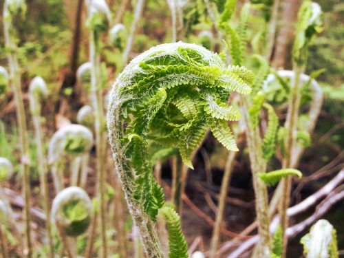 Fiddheads,  Papartis,  Gamta,  Pavasaris,  Bracken,  Fernery,  Sezonas,  Fiddheads