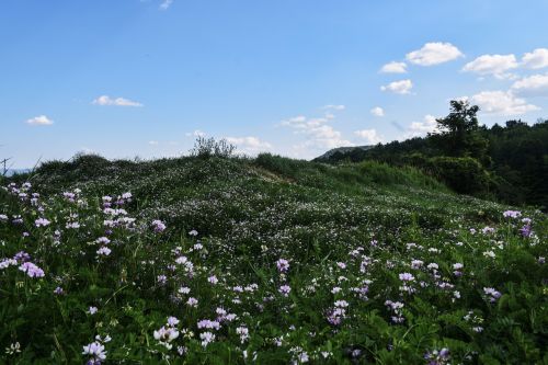 Laukas, Žolė, Gėlės, Gamta, Žolės Laukas, Kaimas, Aplinka