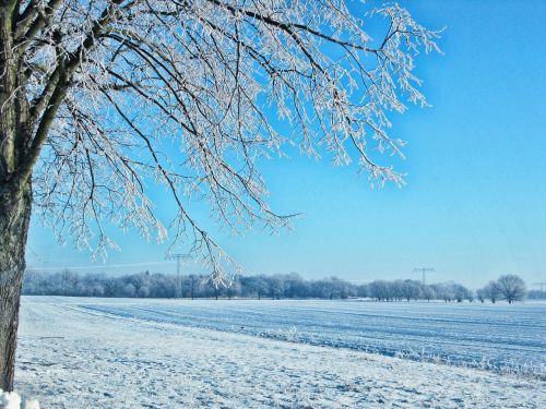 Laukas, Medis, Žiema, Sniegas, Brandenburg, Kraštovaizdis, Mėlynas, Laukai, Medžių Giraitė