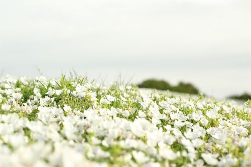 Laukas, Gėlės, Kraštovaizdis, Panorama, Balta