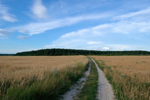 Laukas, Kelias, Miškas, Gamta, Dangus, Vasara, Kraštovaizdis