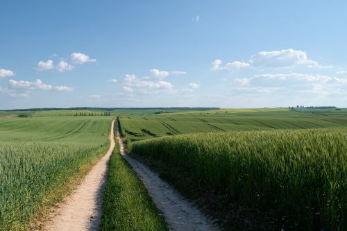 Laukas, Kelias, Kvieciai, Žemdirbystė, Būdas, Gamta, Kraštovaizdis, Pasėliai