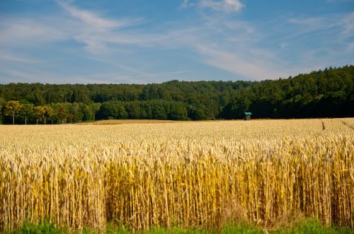 Laukas, Kraštovaizdis, Vasara, Grūdai