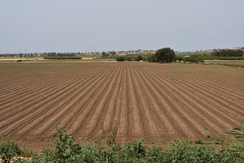 Laukas, Augalas, Gamta, Vasara, Žalias, Žolė, Lauke, Saulė, Spalva