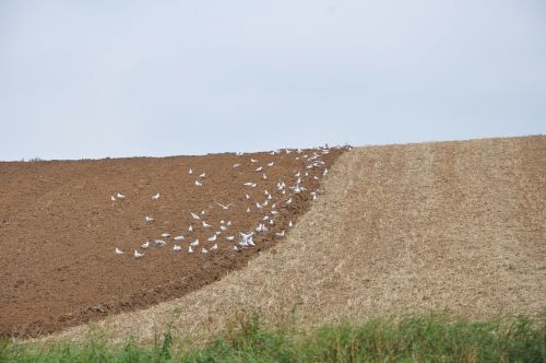 Laukas, Žemė, Kaimas