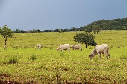 Laukas, Žemdirbystė, Žemės Ūkio Verslas, Mato Grosso Do Sul, Roca, Ūkis, Galvijai, Boi, Brazilija, Plantacija
