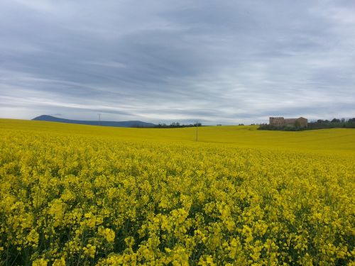 Laukas, Camino, Gėlės