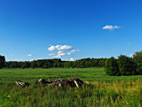 Laukas, Pieva, Žalias, Pavasaris, Vasara, Gamta, Kraštovaizdis, Žolė, Augalas