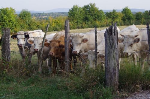 Laukas, Gyvūnai, Karvė