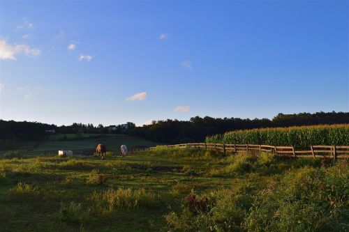 Laukas, Saulėtekis, Arkliai, Žalias, Debesys, Ūkis, Kraštovaizdis, Dangus, Namas, Vasara, Kaimas, Žemės Ūkio Paskirties Žemė, Saulės Šviesa, Lauke, Kaimas, Rytas, Geltona, Natūralus, Horizontas, Aušra, Mėlynas, Šviesa, Vaizdingas, Ramus