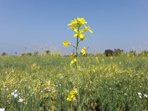 Laukas, Gamta, Hayfield, Žolė, Vasara