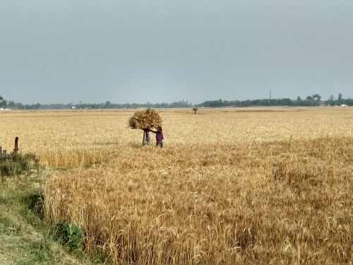 Laukas,  Gamta,  Kvieciai,  Žemdirbystė,  Lauke,  Be Honoraro Mokesčio