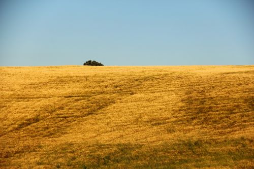 Laukas, Žemdirbystė, Italy, Gamta, Pasėlių, Vasara