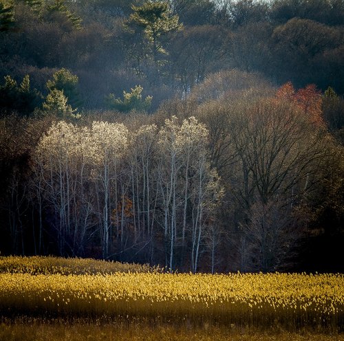 Laukas,  Medis,  Meadow,  Vasara,  Kraštovaizdis