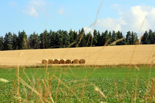 Laukas,  Kraštovaizdis,  Panorama,  Pobūdį,  Derlius,  Vasara,  Kalnas