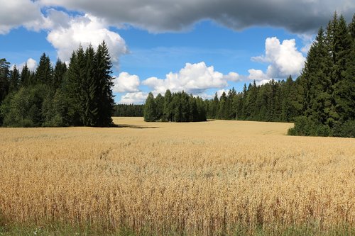 Laukas,  Kaimo,  Grūdų,  Avižos,  Derlius,  Žemdirbystė,  Auginimas,  Kraštovaizdis,  Vasara,  Suomių,  Niva