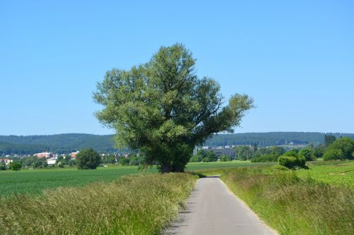 Laukas, Mėlynas, Žalias, Medis, Žolė, Kraštovaizdis, Dangus, Poilsis