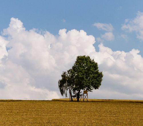 Laukas, Medžiai, Gamta, Kraštovaizdis, Žalias, Vasara