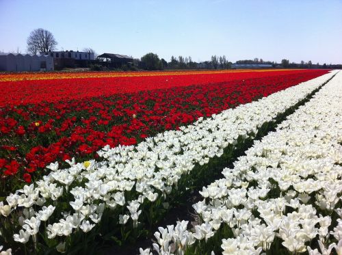Laukas, Tulpės, Gėlės, Nyderlandai, Pavasaris, Lauke, Holland, Raudona, Balta, Kaimas