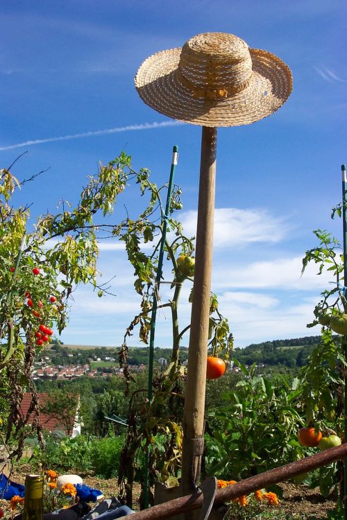 Laukas,  Sodas,  Sodininkas,  Pomidorai,  Skrybėlę