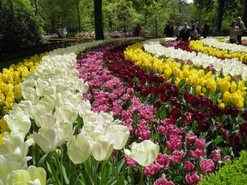 Laukas,  Tulpės,  Geltona,  Rosa,  Parkas,  Gamta,  Gėlė,  Pavasaris,  Gėlės,  Balta,  Sodas,  Tulpė
